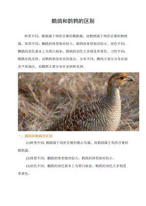 鹧鸪和鹌鹑的区别.docx