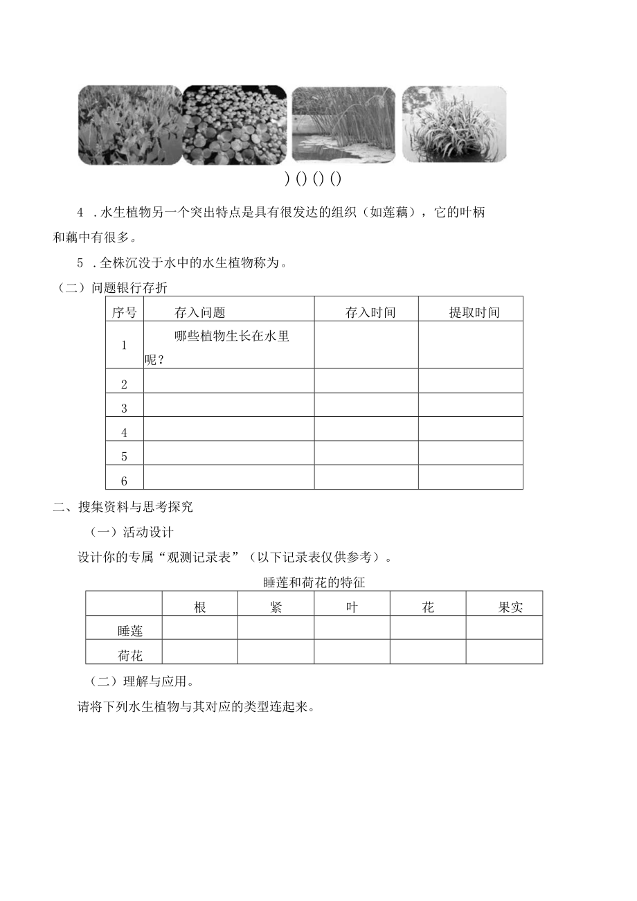 个人学案睡莲和荷花.docx_第2页