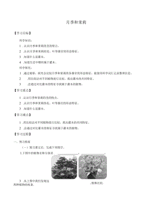 个人学案月季和茉莉.docx