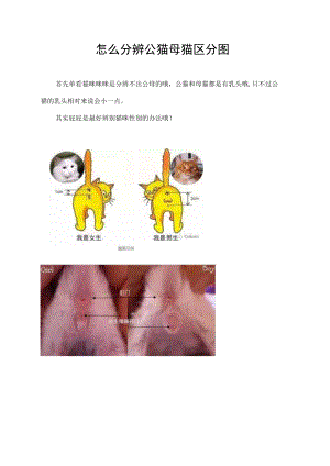 怎么分辨公猫母猫区分图.docx