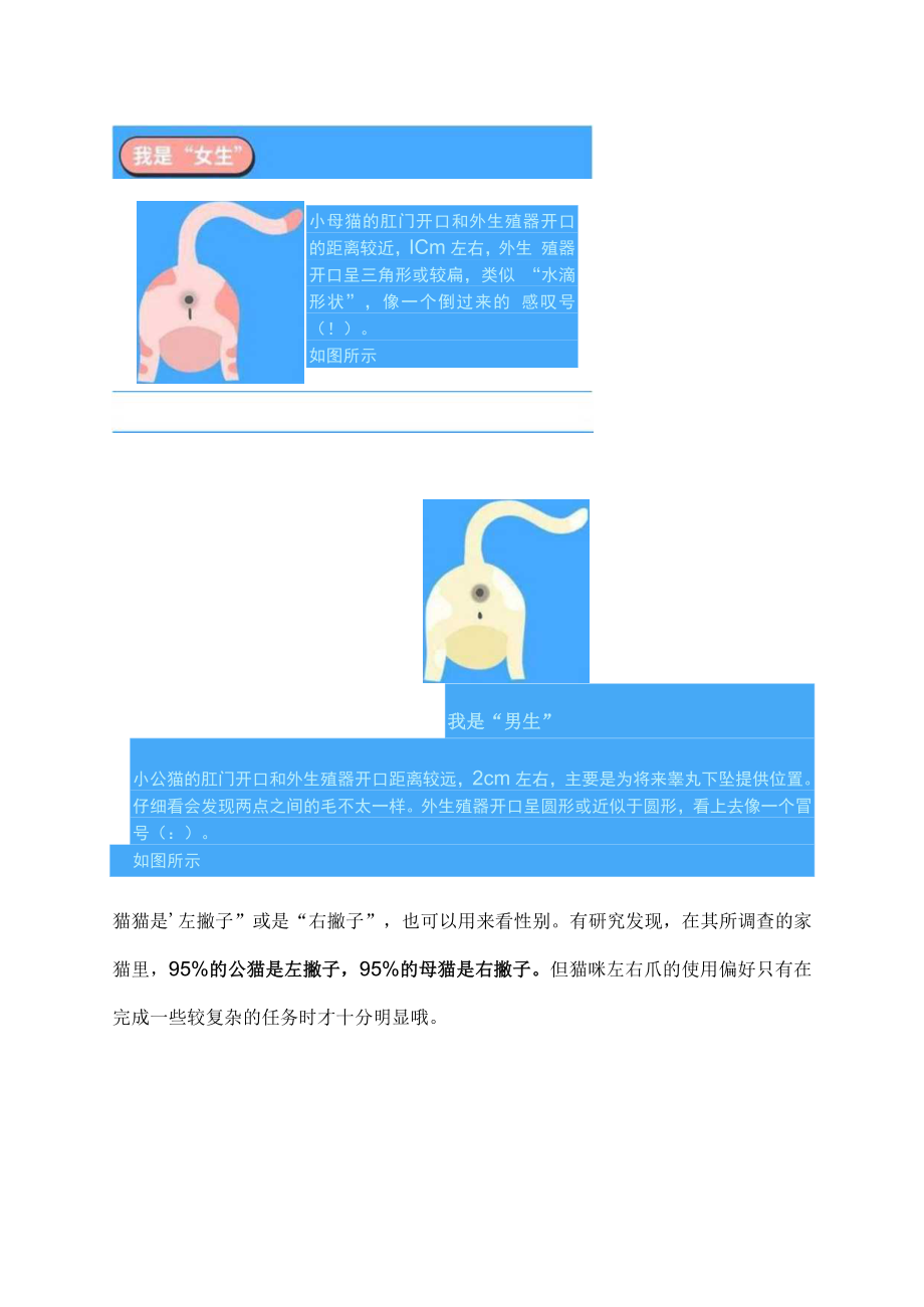 怎么分辨公猫母猫区分图.docx_第2页