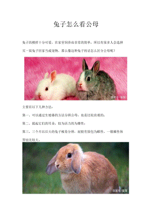 兔子怎么看公母.docx