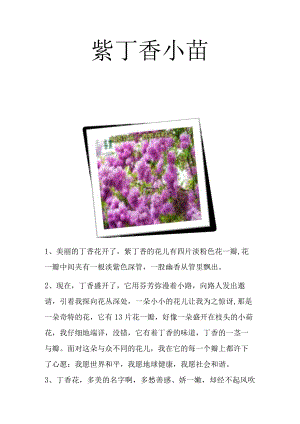 紫丁香小苗.docx
