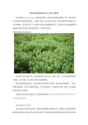 藻类检测基础知识之着生藻类.docx