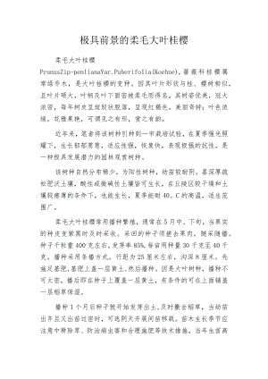 极具前景的柔毛大叶桂樱.docx