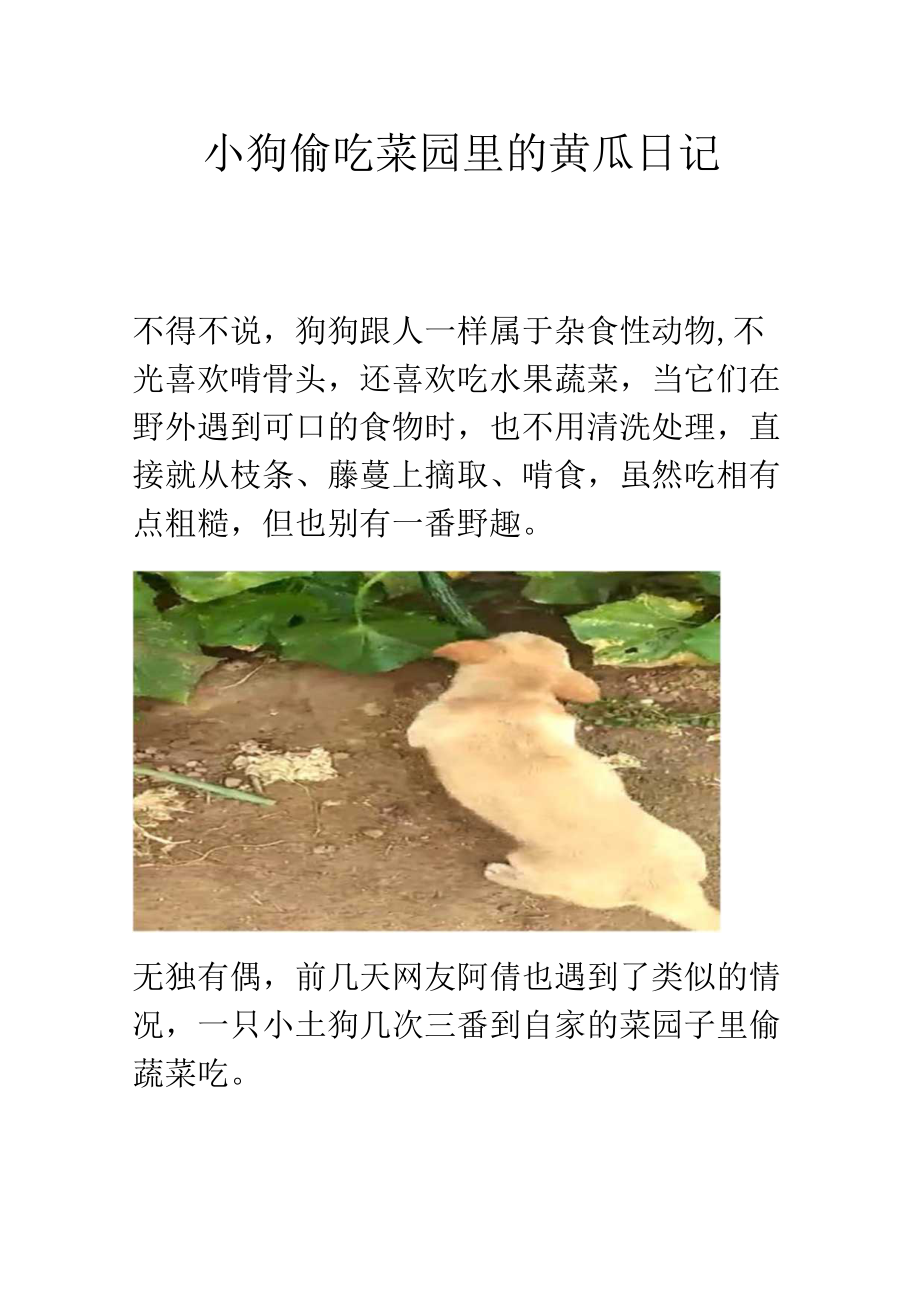小狗偷吃菜园里的黄瓜日记.docx_第1页