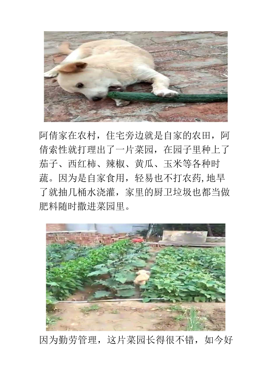 小狗偷吃菜园里的黄瓜日记.docx_第2页
