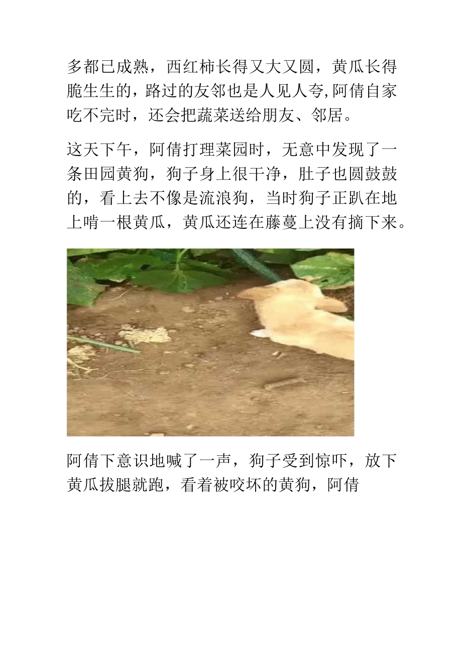 小狗偷吃菜园里的黄瓜日记.docx_第3页