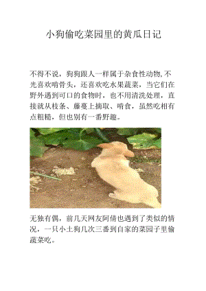 小狗偷吃菜园里的黄瓜日记.docx
