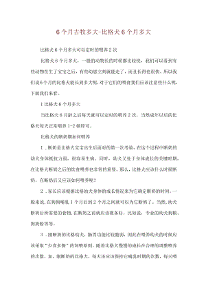 6个月古牧多大-比格犬6个月多大.docx