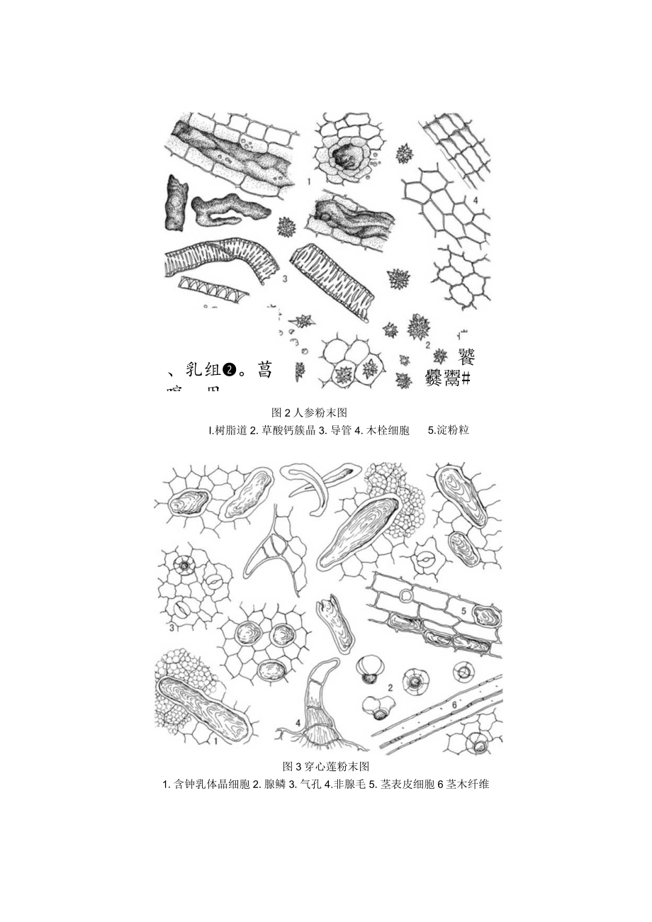 2022年全国职业院校技能大赛-中药传统技能赛项正式赛卷中药显微鉴定试卷+答案-A2-28日下午-GG卷.docx_第2页