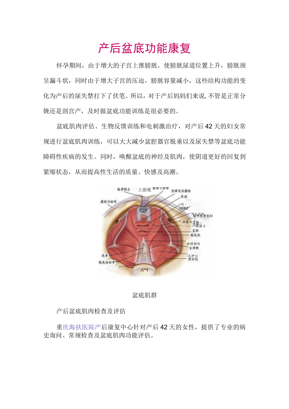 产后盆底功能康复.docx_第1页