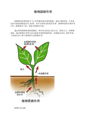 植物固碳作用.docx
