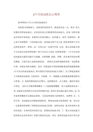 2个月的边牧怎么喂养.docx