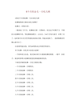 5个月的金毛一天吃几顿.docx