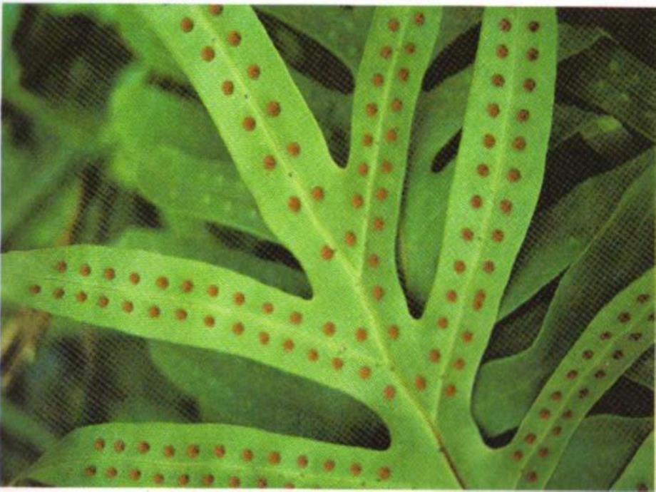 植物的无性生殖2.ppt_第2页