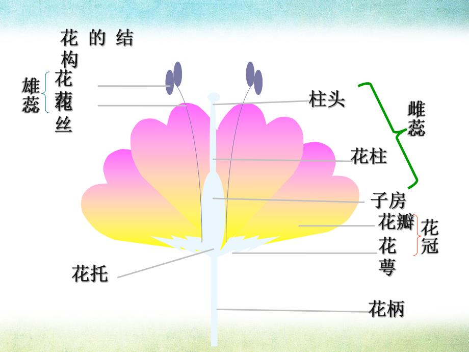 植物的有性生殖ppt课件.pptx_第3页