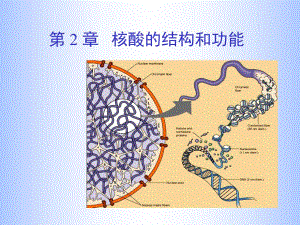 第02章核酸.ppt