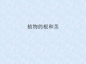 植物的根和茎.ppt