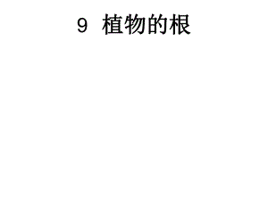 植物的根.ppt