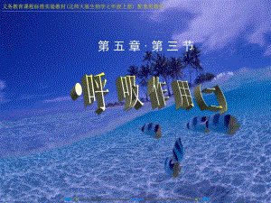 植物细胞都能进行呼吸与呼吸作用的原理.ppt