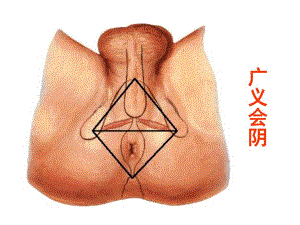 盆部会阴解剖与临床2.ppt