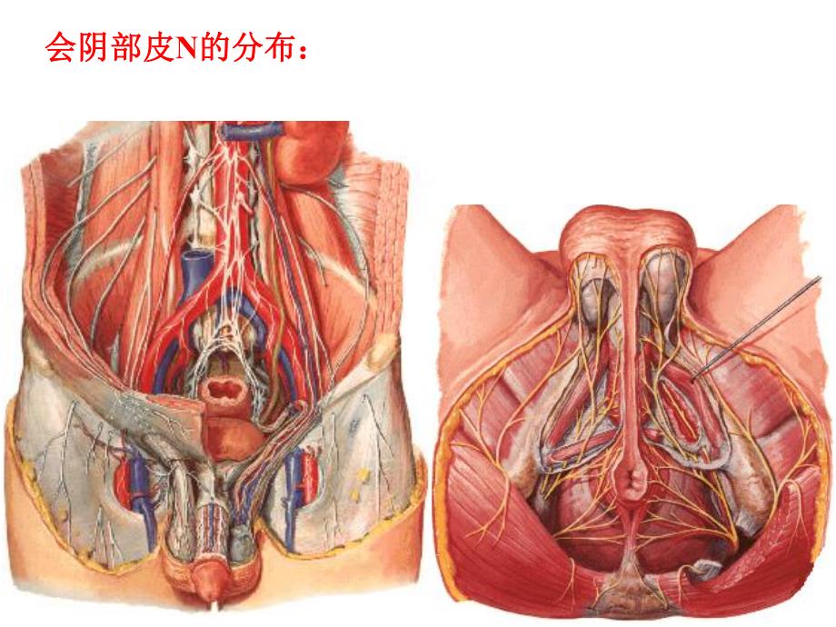 盆部会阴解剖与临床2.ppt_第3页