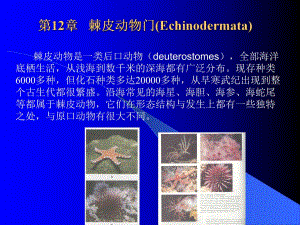 第12章棘皮动物门.ppt