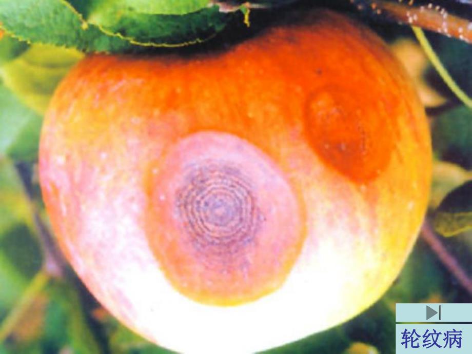 病虫害图谱名师编辑PPT课件.ppt_第2页