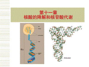 第11章核酸的降解和核苷酸代谢.ppt