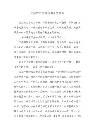 大脑的形态与结构是怎样的.docx