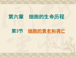 6.3细胞的衰老和凋亡课件4.ppt