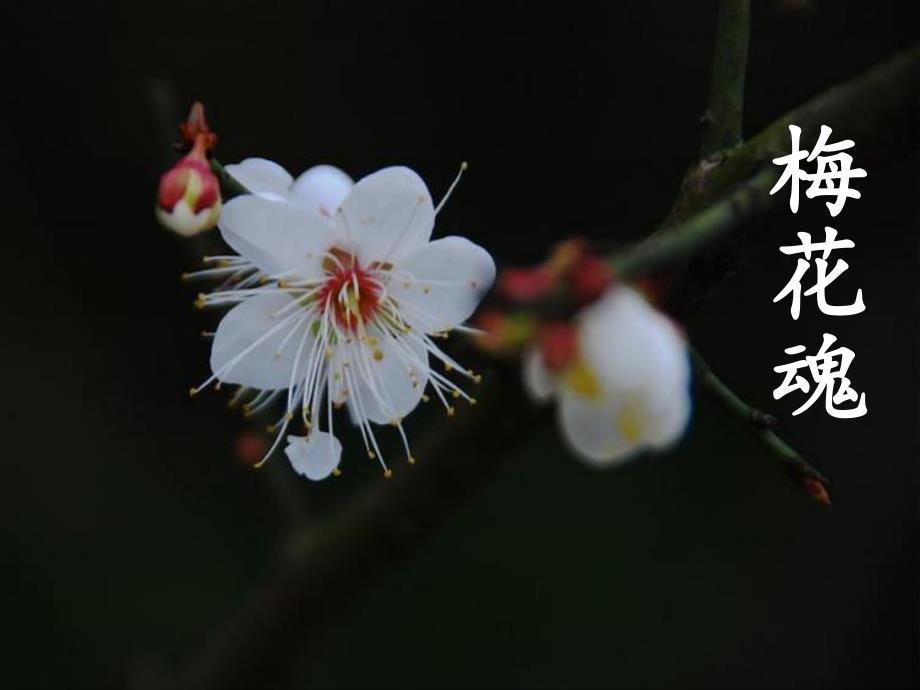 6.梅花魂课件 .ppt_第1页