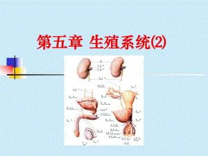9内脏学泌尿生殖2、腹膜.ppt