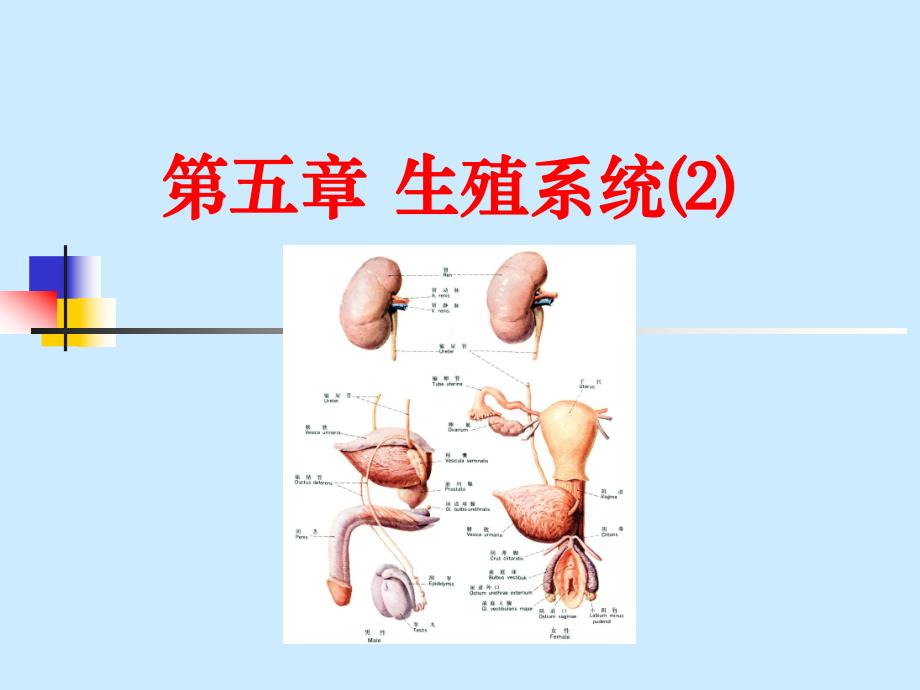 9内脏学泌尿生殖2、腹膜.ppt_第1页