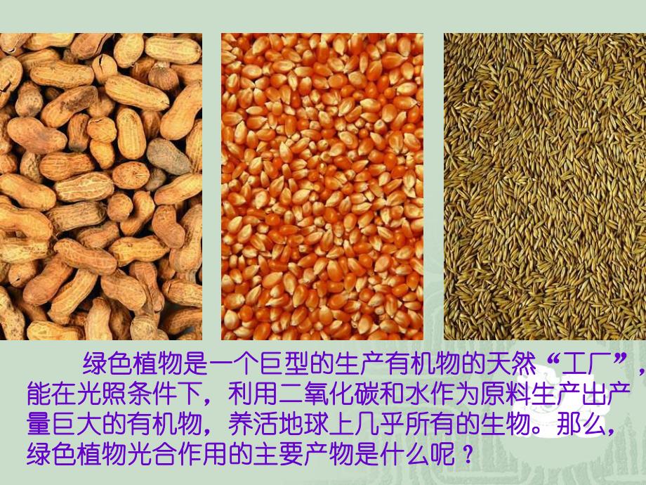 6.3植物光合作用的实质新课标苏教版.ppt_第2页