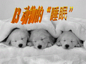 第13课动物的睡眠.ppt