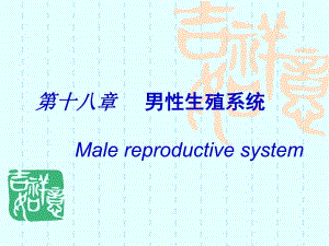 第18章男性生殖系统1.ppt