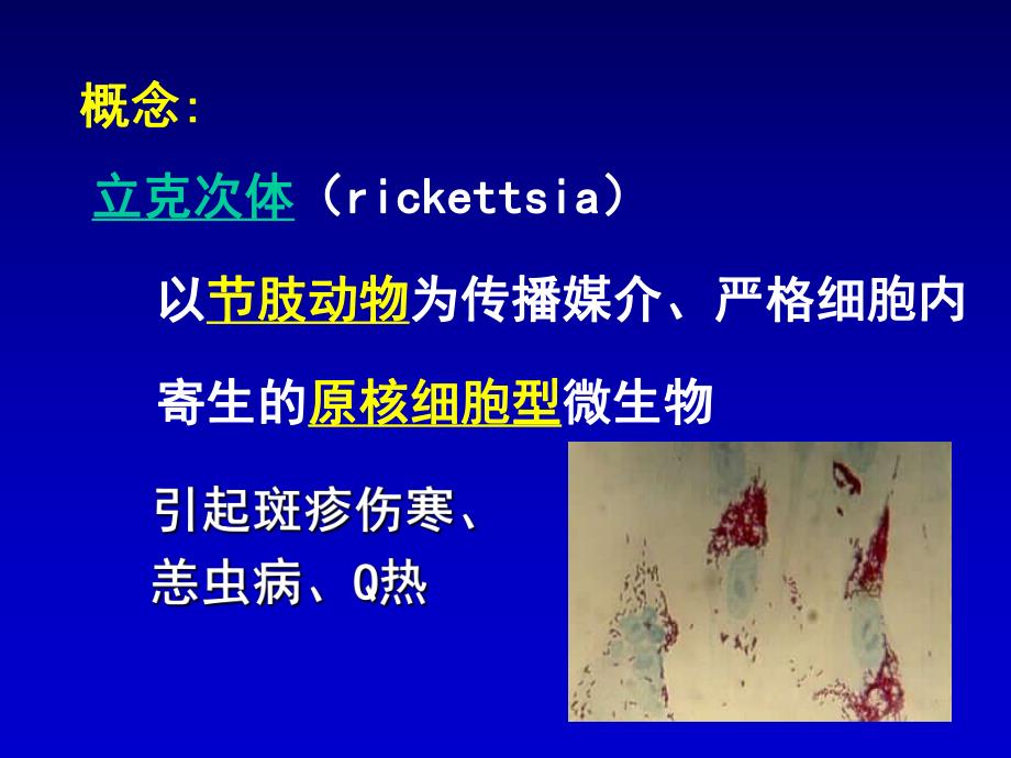 第15章立克次体.ppt_第3页