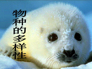 物种的多样性精品教育.ppt
