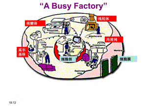 细胞器系统内的分工合作精品教育.ppt