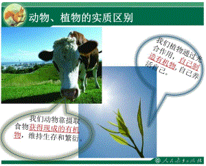 腔肠动物和扁形动物教学课件精品教育.ppt