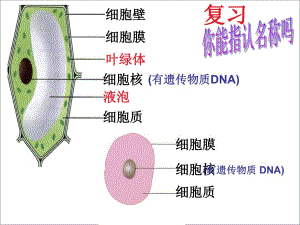 细菌PPT课件 精品教育.ppt