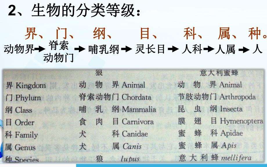 腔肠动物和扁形动物精品教育.ppt_第2页