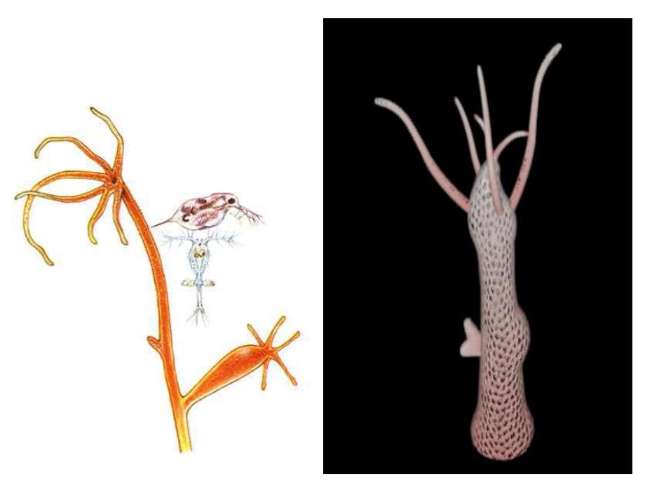 腔肠动物、扁形动物精品教育.ppt_第2页