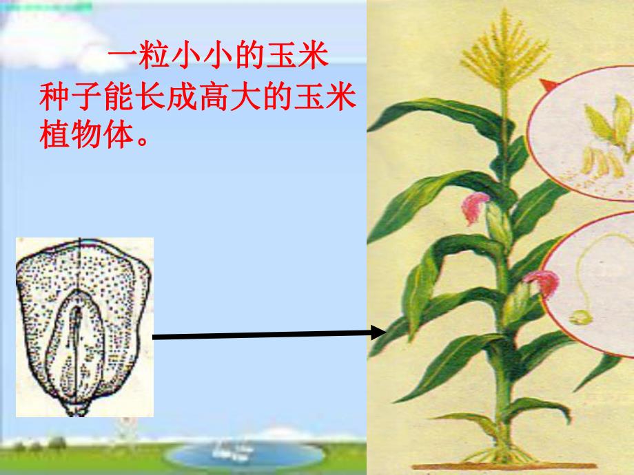 细胞分裂与分化ppt精品教育.ppt_第3页