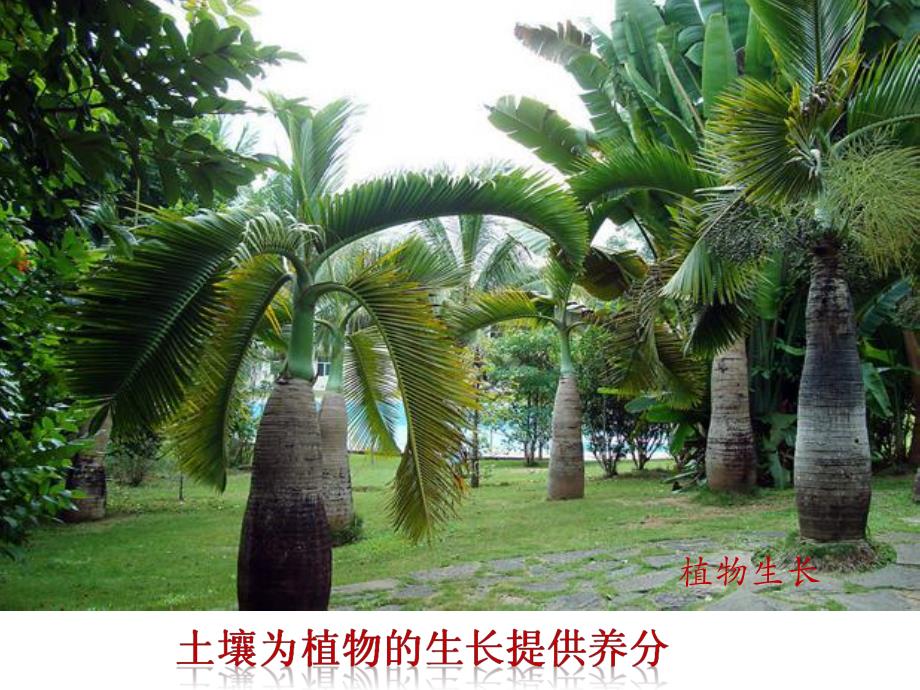 土壤的保护ppt.ppt_第3页