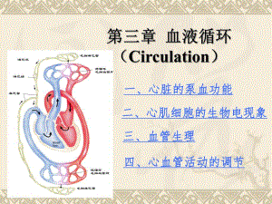 心血管活动的调节.22ppt.ppt