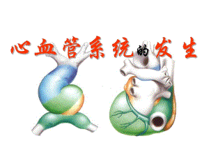 心血管系统的发生.ppt