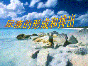 尿的形成与排出.ppt